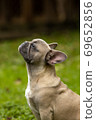 Portrait of a light French bulldog 69652856