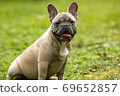 Portrait of a light French bulldog 69652857