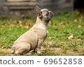 Portrait of a light French bulldog 69652858