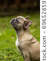 Portrait of a light French bulldog 69652859