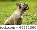Portrait of a light French bulldog 69652860