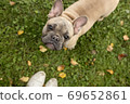 Top view of the French bulldog 69652861