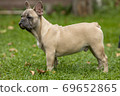 Portrait of a light French bulldog 69652865