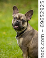 Portrait of a French sable bulldog 69652925
