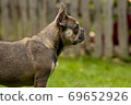 Portrait of a French sable bulldog 69652926