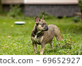 Portrait of a French sable bulldog 69652927