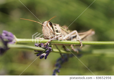 Locust  69652956