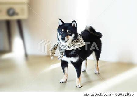 Mameshiba standing pose 69652959