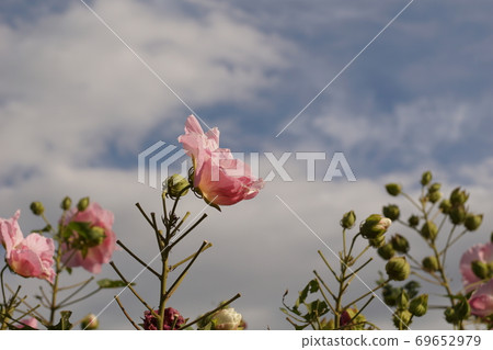 Fuyo flowers Fuyo flowers 69652979