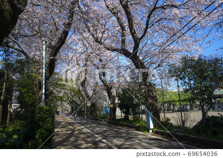 Sakura blooming Lake Tamako Bicycle Pedestrian Road Scenery near Hanakoganei Station Sakura blooming Lake Tamako Bicycle Pedestrian Road Scenery near Hanakoganei Station 69654036