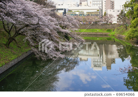 櫻花千鳥淵護城河水面和櫻花 櫻花千鳥淵護城河水面和櫻花 69654066