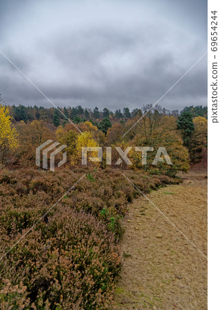Ashdown Forest - Sussex, United Kingdom Ashdown Forest - Sussex, United Kingdom 69654244