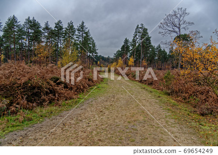 Ashdown Forest - Sussex, United Kingdom Ashdown Forest - Sussex, United Kingdom 69654249