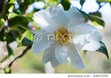 Sasanqua flowers 69655095