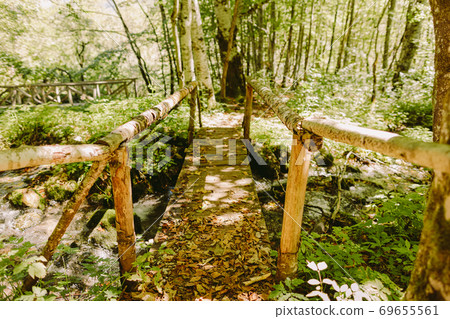 autumn leaves forest  69655561