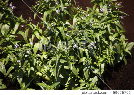 野草sabonsou花 野草sabonsou花 69656705