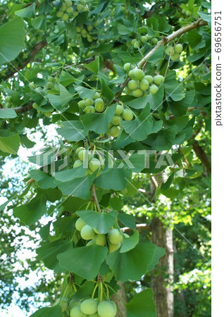 "Ginkgo tree" fruit 69656751