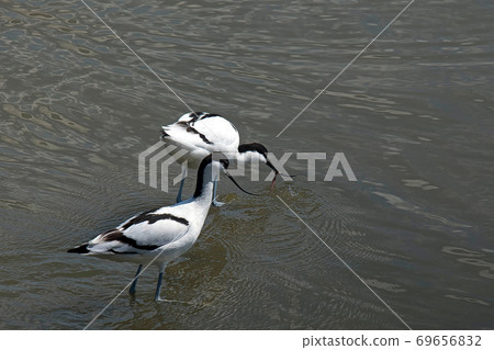 It seems that Shisei Takashigi (Aboset) is looking for food with two birds It seems that Shisei Takashigi (Aboset) is looking for food with two birds 69656832