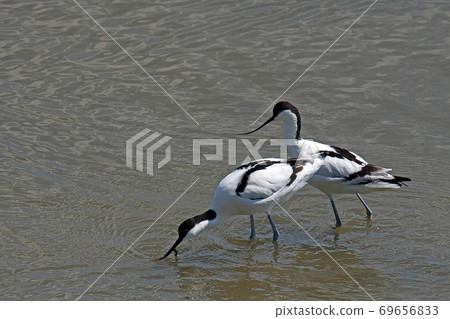 It seems that Shisei Takashigi (Aboset) is looking for food with two birds It seems that Shisei Takashigi (Aboset) is looking for food with two birds 69656833