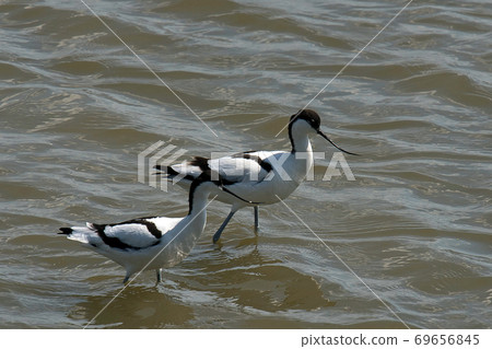 It seems that Shisei Takashigi (Aboset) is looking for food with two birds It seems that Shisei Takashigi (Aboset) is looking for food with two birds 69656845