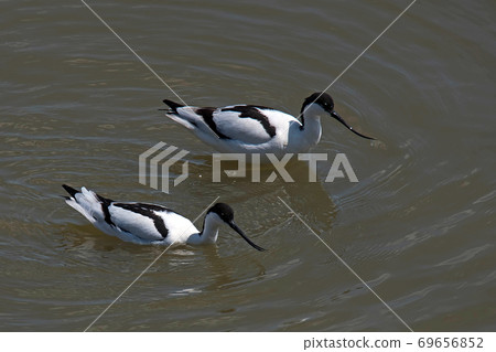 It seems that Shisei Takashigi (Aboset) is looking for food with two birds 69656852