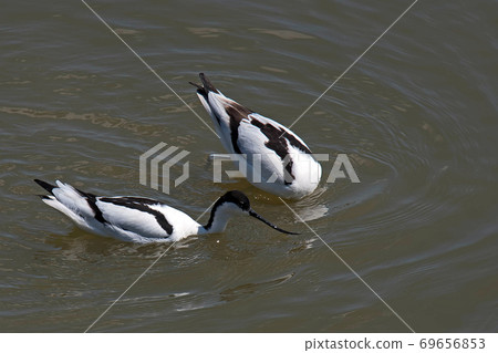 It seems that Shisei Takashigi (Aboset) is looking for food with two birds 69656853