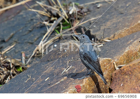 Blue rock thrush on the rocky coast Blue rock thrush on the rocky coast 69656908