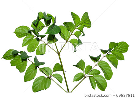 Natural green tree isolated on white background with selective focus Natural green tree isolated on white background with selective focus 69657611
