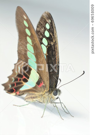 White-tailed white-tailed white background 69658009
