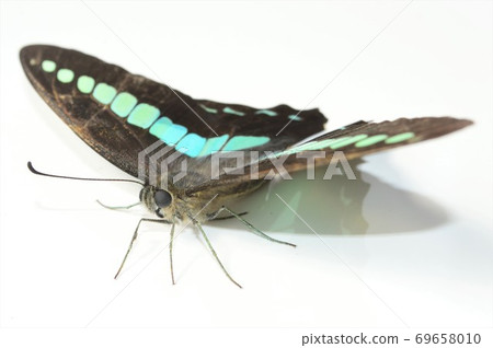 White-tailed white-tailed white background White-tailed white-tailed white background 69658010