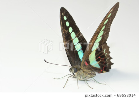 White-tailed white-tailed white background 69658014