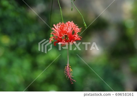 September Chofu 592 Furin Bussouge, Malvaceae, Jindai Botanical Garden 69658161
