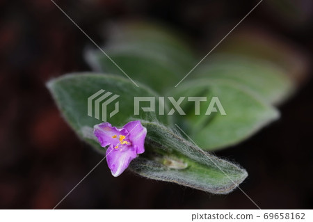 September Chofu 593 Tradescantia (White Silk Princess Nishiki), Commelina communis, Jindai Botanical Garden September Chofu 593 Tradescantia (White Silk Princess Nishiki), Commelina communis, Jindai Botanical Garden 69658162
