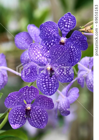 九月調布589班達蘭花家庭卡米代植物園 九月調布589班達蘭花家庭卡米代植物園 69658163