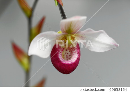 September Chofu 590 Phragmipedium Orchidaceae, Jindai Botanical Garden September Chofu 590 Phragmipedium Orchidaceae, Jindai Botanical Garden 69658164