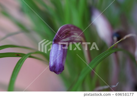 September Chofu 577 Nanbangisel, Broomrapeaceae, Jindai Botanical Garden 69658177