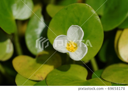 September Chofu 574 Hydrocharis dubia, Hydrocharis dubia, Jindai Botanical Garden 69658178