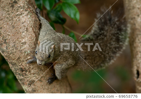 Squirrel looking at the camera after deciding the pose Squirrel looking at the camera after deciding the pose 69658776