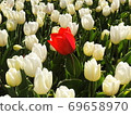 Red flowers that bloom powerfully among white flowers 69658970