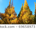 Ginkgo tree-lined tree which began to color 69658973