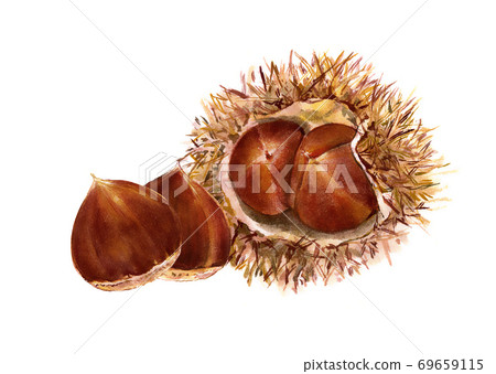 Chestnut 1 69659115