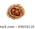 Chestnut 2 69659116