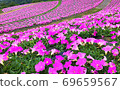 Spring flowers dyed pink all over the slope 69659567