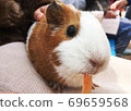 Guinea pigs sitting quietly on their lap and eating food 69659568