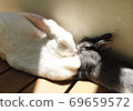 Rabbits taking a nap in the sun 69659572