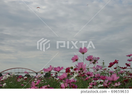 Fukiage Cosmos Field 69659633