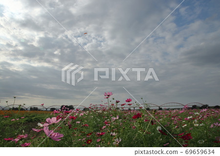 Fukiage Cosmos Field 69659634