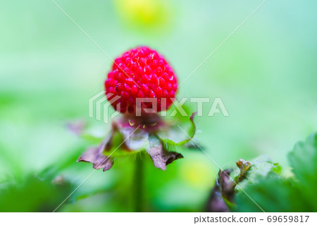 Snake strawberries Snake strawberries 69659817