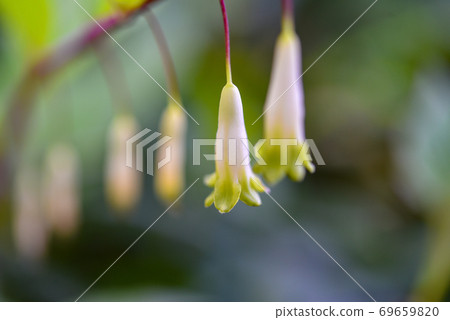 Solomon's-seal flower Solomon's-seal flower 69659820