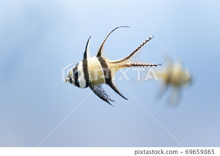 Puterapogon ・ Cowderny Puterapogon ・ Cowderny 69659865